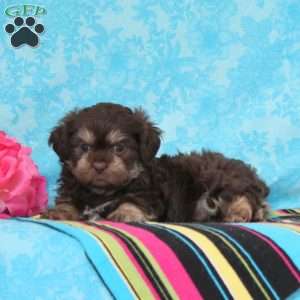 James, Shih-Poo Puppy